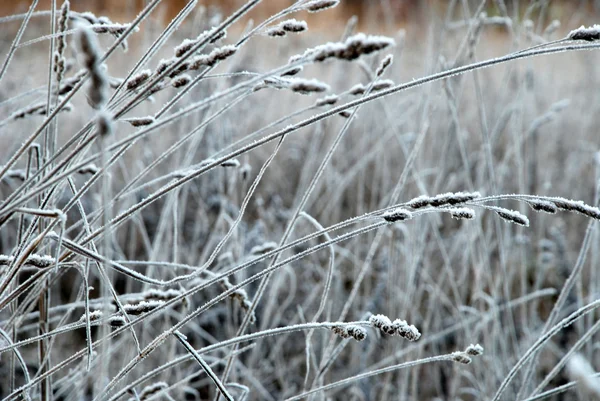 霜に覆われて枝 — ストック写真