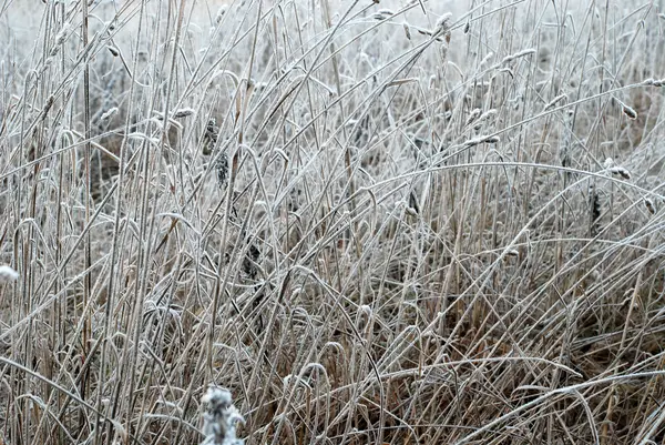 hoarfrost tarafından kapsanan şubeleri