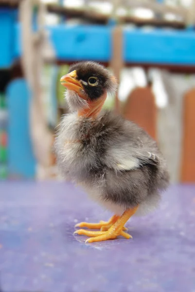 Malé krásné fuzzy kuře — Stock fotografie
