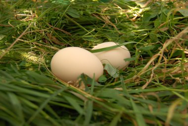 Egg in the nest clipart