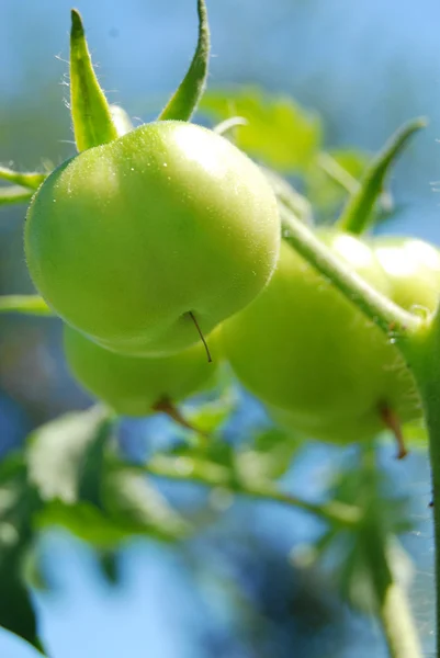 stock image Green tomatoes