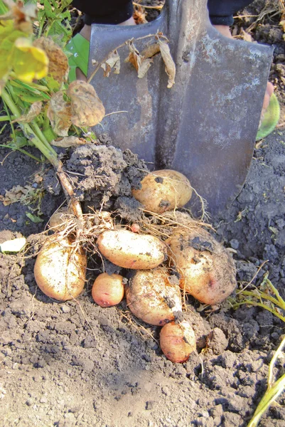 Oogst van aardappelen — Stockfoto
