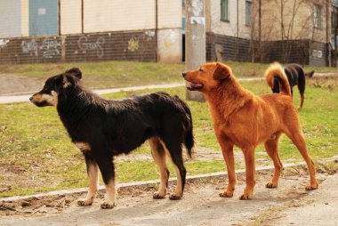 Pack of homeless dogs clipart