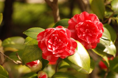 Camellia clipart
