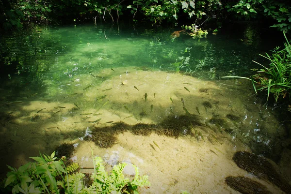 stock image FISH IN THE LAKE