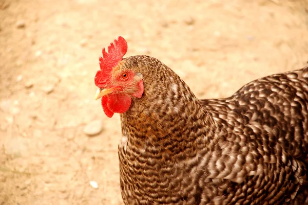 stock image Hen