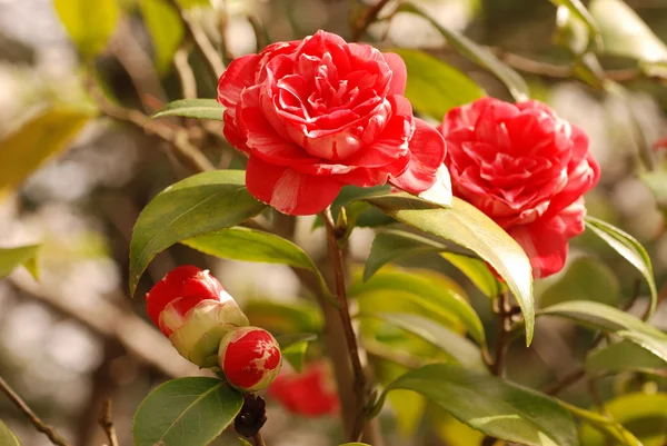 Stock image Camellia