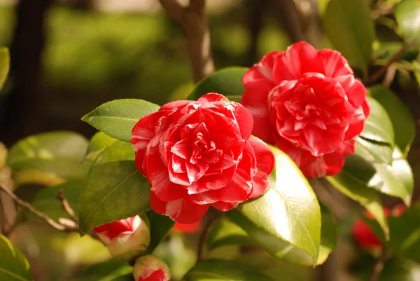 Camellia Stock Image