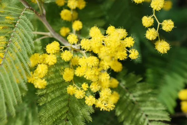 Mimosa Stock Picture