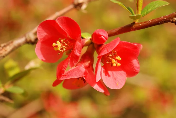 stock image Quince chaenomeles