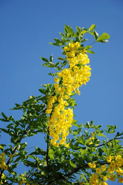 Acacia amarilla —  Fotos de Stock