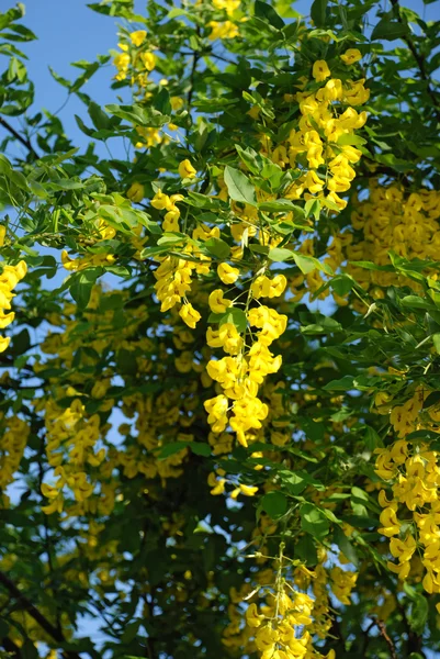 Yellow acacia — Stock Photo, Image