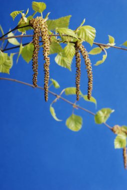 huş ağacı