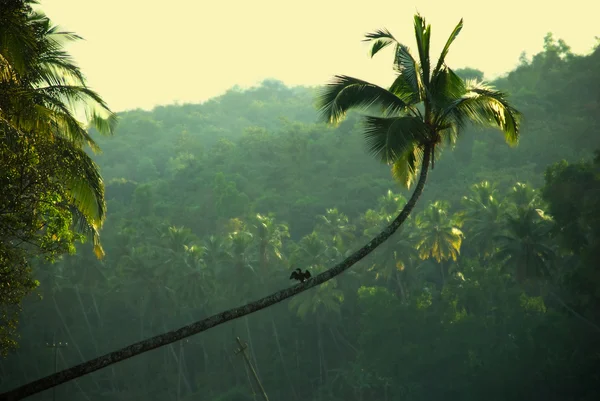 Anhinga w dżungli — Zdjęcie stockowe