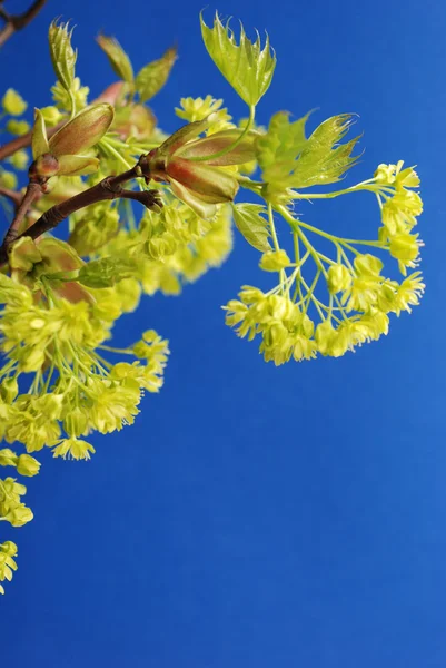 Lime tree — Stock Photo, Image