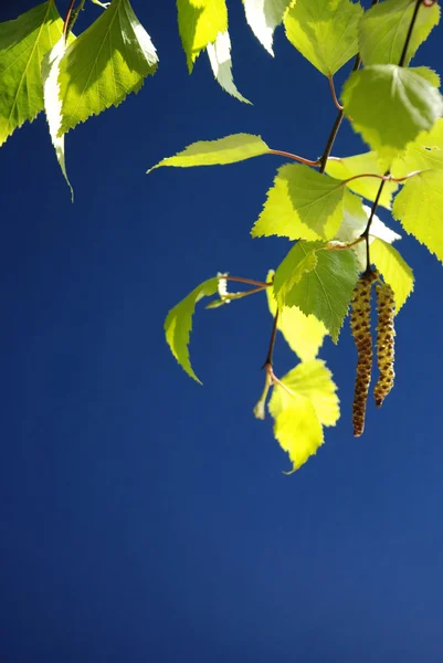 huş ağacı