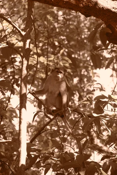 인도 나무에 원숭이 — 스톡 사진
