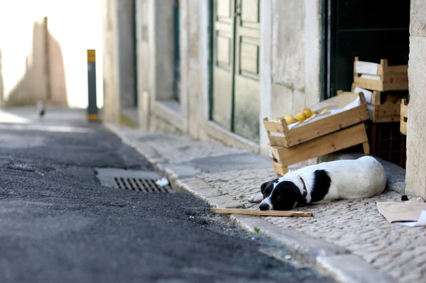 Cão está deitado na rua — Fotografia de Stock