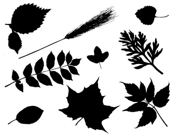 stock image Leaves