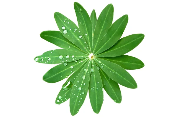 上に分離されて緑の葉と雨の滴 ロイヤリティフリーのストック画像
