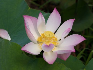 Tender lotus flower clipart
