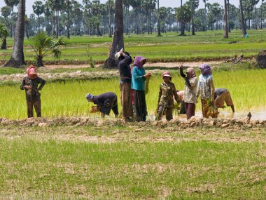 Rice field clipart