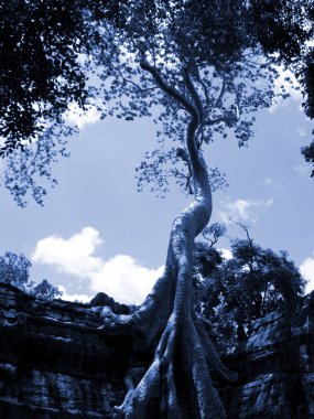 Kamboçyalı teemple ağaç