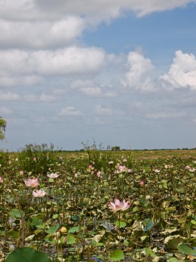 Lotus çiçeği.