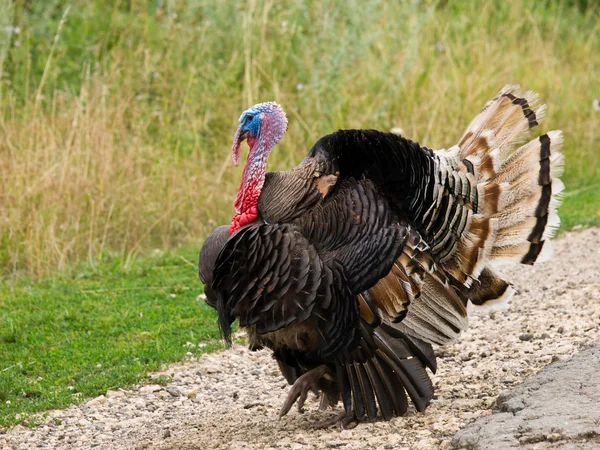 stock image Turkey