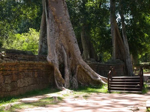 Kambodjanska träd — Stockfoto
