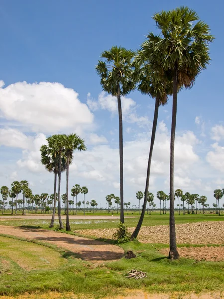 柬埔寨棕榈树 — 图库照片