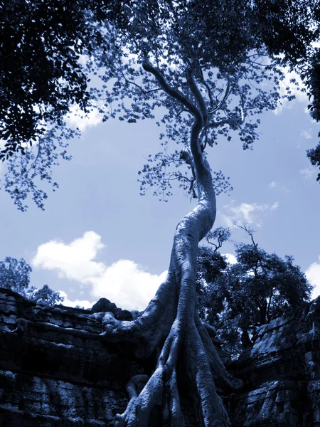 Cambodian teemple tree — стокове фото