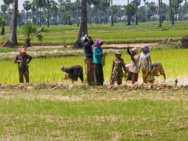 Pirinç alanı Telifsiz Stok Imajlar