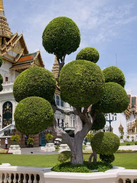 Ωραίο δέντρο από το μεγάλο παλάτι Μπανγκόκ Royalty Free Φωτογραφίες Αρχείου