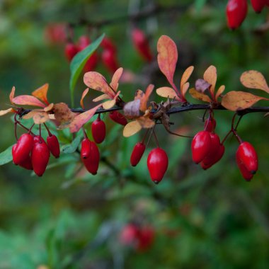 sonbahar barberries