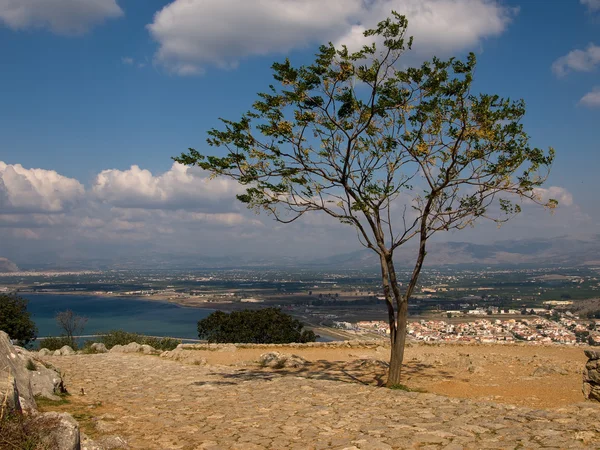 Bell'albero greco — Foto Stock