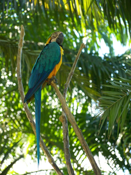 Parrot from bali — Stock Photo, Image