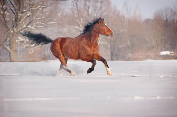 Cavallo di Galloping Bay — Foto Stock