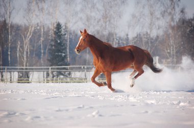 Galloping chestnut horse clipart