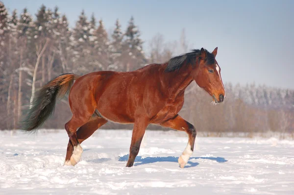 Free horse in winter background — Stock Photo, Image