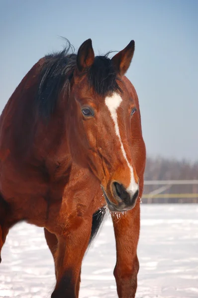 Portret van baai paard — Stockfoto