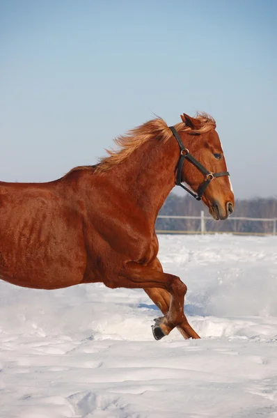 Free chestnut horse in winter background — Stock Photo, Image