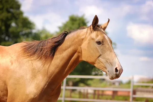 Gyllene akhal-teke häst porträtt — Stockfoto