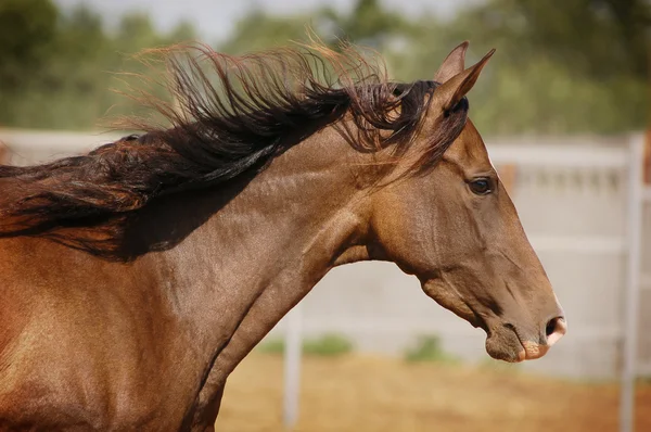 Portrét koně Akhal-teke — Stock fotografie