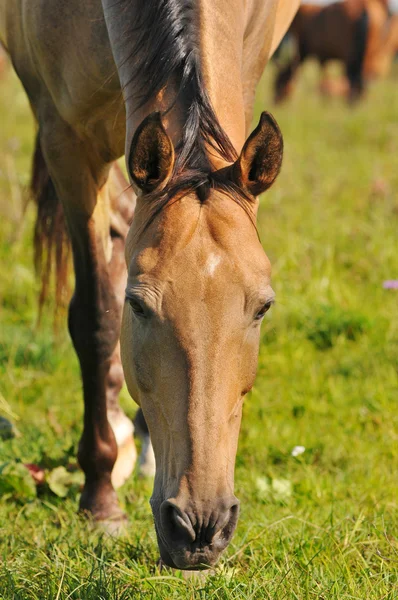 Akhal-teke Pferde auf der Weide — Stockfoto