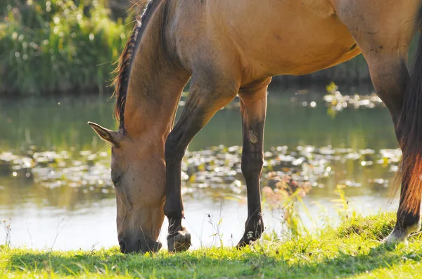 Akhal-teke häst betande nära vattnet — Stockfoto