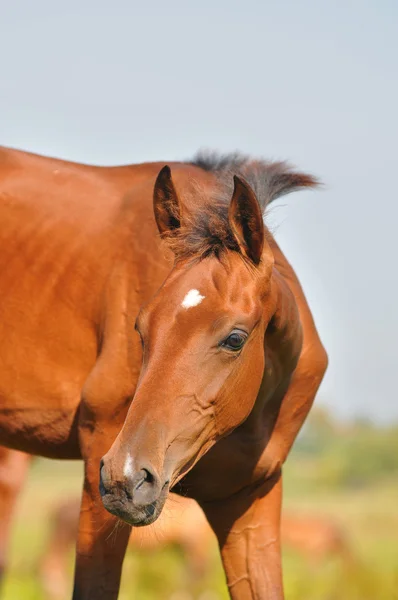 Akhal-teke foal — Stock Photo, Image