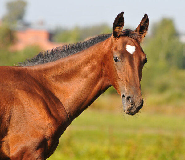 Akhal-teke foal
