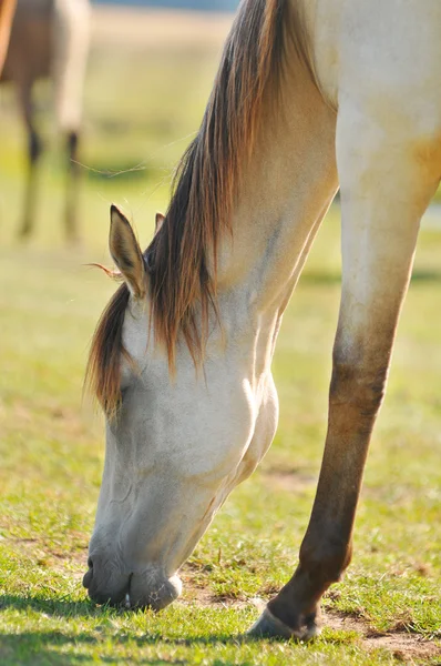 Horse eating — Stock Photo, Image