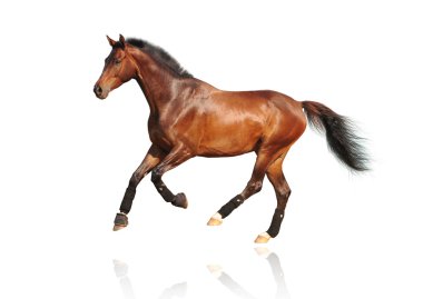 Trakehner sorrel stallion- isolated on clipart